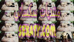 فيلم مصري كاااامل الشرموطة فاشخها كسها لعشيقها وهو شغال دق وترزيع واهاات نااار بنت المتناكة حصري